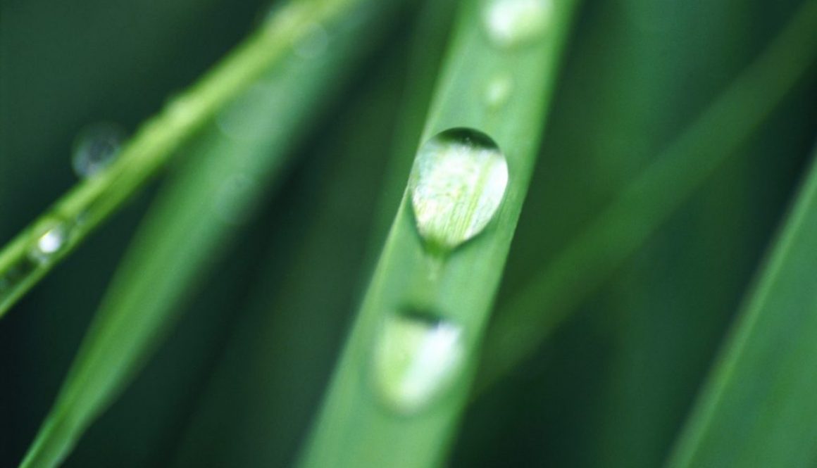 dauwdruppeltjes op gras close-up